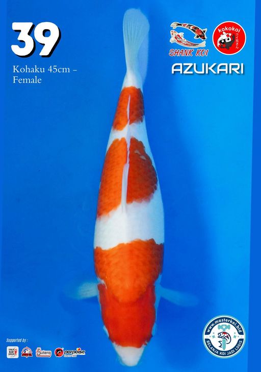 Lelang Koi Online, Jual Beli Ikan Koi, Pusat Jual Beli Koi, Info Lelang Koi Hari Ini, Platform Jual Beli Koi, Jual Beli Ikan Koi Online, Marketplace Ikan Koi, Jual Koi Terbaik, Tempat Beli Koi Berkualitas, Pasar Ikan Koi Online Terpercaya, Penjual Ikan Koi Terpercaya, Beli Koi Hias Online, Ikan Koi untuk Dijual, Koi Kualitas Terbaik, Toko Online Ikan Koi, Koi Hias Untuk Dijual, Jual Beli Ikan Koi Lokal, Koi Indonesia Online, Pusat Jual Beli Koi Terbesar