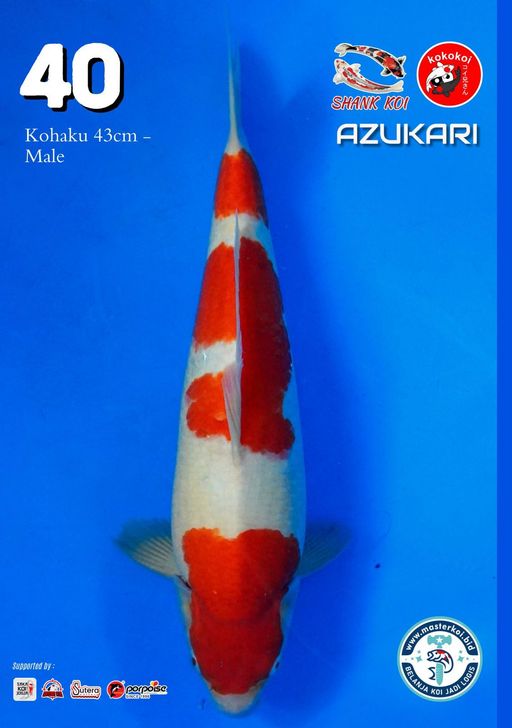 Lelang Koi Online, Jual Beli Ikan Koi, Pusat Jual Beli Koi, Info Lelang Koi Hari Ini, Platform Jual Beli Koi, Jual Beli Ikan Koi Online, Marketplace Ikan Koi, Jual Koi Terbaik, Tempat Beli Koi Berkualitas, Pasar Ikan Koi Online Terpercaya, Penjual Ikan Koi Terpercaya, Beli Koi Hias Online, Ikan Koi untuk Dijual, Koi Kualitas Terbaik, Toko Online Ikan Koi, Koi Hias Untuk Dijual, Jual Beli Ikan Koi Lokal, Koi Indonesia Online, Pusat Jual Beli Koi Terbesar