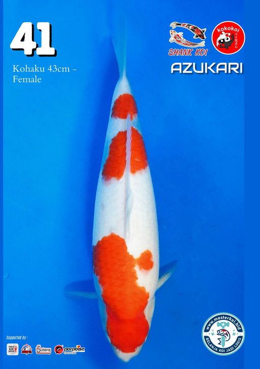Lelang Koi Online, Jual Beli Ikan Koi, Pusat Jual Beli Koi, Info Lelang Koi Hari Ini, Platform Jual Beli Koi, Jual Beli Ikan Koi Online, Marketplace Ikan Koi, Jual Koi Terbaik, Tempat Beli Koi Berkualitas, Pasar Ikan Koi Online Terpercaya, Penjual Ikan Koi Terpercaya, Beli Koi Hias Online, Ikan Koi untuk Dijual, Koi Kualitas Terbaik, Toko Online Ikan Koi, Koi Hias Untuk Dijual, Jual Beli Ikan Koi Lokal, Koi Indonesia Online, Pusat Jual Beli Koi Terbesar