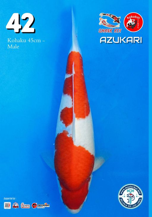 Lelang Koi Online, Jual Beli Ikan Koi, Pusat Jual Beli Koi, Info Lelang Koi Hari Ini, Platform Jual Beli Koi, Jual Beli Ikan Koi Online, Marketplace Ikan Koi, Jual Koi Terbaik, Tempat Beli Koi Berkualitas, Pasar Ikan Koi Online Terpercaya, Penjual Ikan Koi Terpercaya, Beli Koi Hias Online, Ikan Koi untuk Dijual, Koi Kualitas Terbaik, Toko Online Ikan Koi, Koi Hias Untuk Dijual, Jual Beli Ikan Koi Lokal, Koi Indonesia Online, Pusat Jual Beli Koi Terbesar