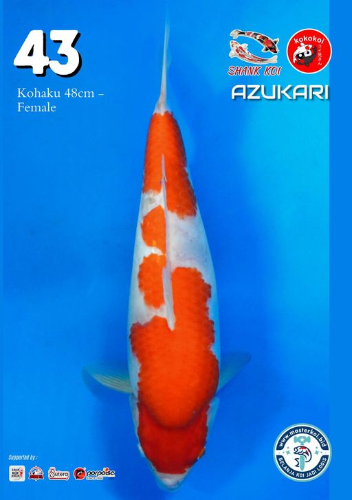 Lelang Koi Online, Jual Beli Ikan Koi, Pusat Jual Beli Koi, Info Lelang Koi Hari Ini, Platform Jual Beli Koi, Jual Beli Ikan Koi Online, Marketplace Ikan Koi, Jual Koi Terbaik, Tempat Beli Koi Berkualitas, Pasar Ikan Koi Online Terpercaya, Penjual Ikan Koi Terpercaya, Beli Koi Hias Online, Ikan Koi untuk Dijual, Koi Kualitas Terbaik, Toko Online Ikan Koi, Koi Hias Untuk Dijual, Jual Beli Ikan Koi Lokal, Koi Indonesia Online, Pusat Jual Beli Koi Terbesar