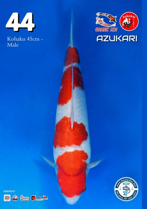 Lelang Koi Online, Jual Beli Ikan Koi, Pusat Jual Beli Koi, Info Lelang Koi Hari Ini, Platform Jual Beli Koi, Jual Beli Ikan Koi Online, Marketplace Ikan Koi, Jual Koi Terbaik, Tempat Beli Koi Berkualitas, Pasar Ikan Koi Online Terpercaya, Penjual Ikan Koi Terpercaya, Beli Koi Hias Online, Ikan Koi untuk Dijual, Koi Kualitas Terbaik, Toko Online Ikan Koi, Koi Hias Untuk Dijual, Jual Beli Ikan Koi Lokal, Koi Indonesia Online, Pusat Jual Beli Koi Terbesar