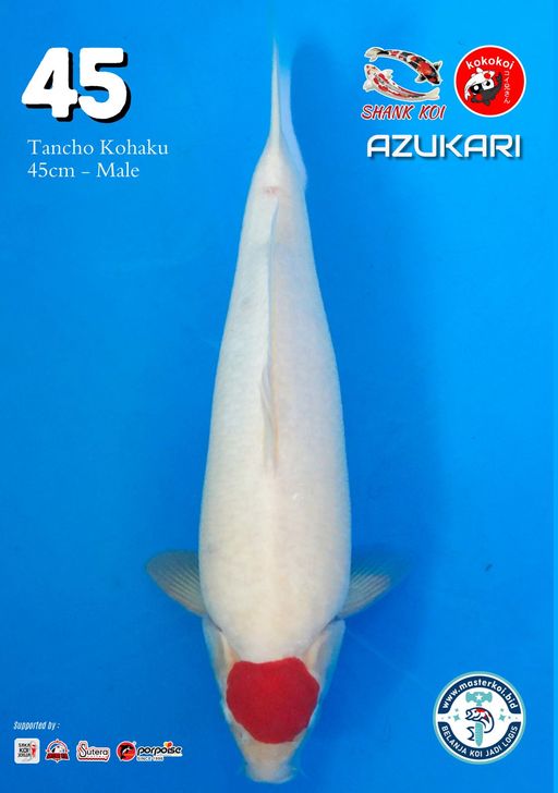 Lelang Koi Online, Jual Beli Ikan Koi, Pusat Jual Beli Koi, Info Lelang Koi Hari Ini, Platform Jual Beli Koi, Jual Beli Ikan Koi Online, Marketplace Ikan Koi, Jual Koi Terbaik, Tempat Beli Koi Berkualitas, Pasar Ikan Koi Online Terpercaya, Penjual Ikan Koi Terpercaya, Beli Koi Hias Online, Ikan Koi untuk Dijual, Koi Kualitas Terbaik, Toko Online Ikan Koi, Koi Hias Untuk Dijual, Jual Beli Ikan Koi Lokal, Koi Indonesia Online, Pusat Jual Beli Koi Terbesar
