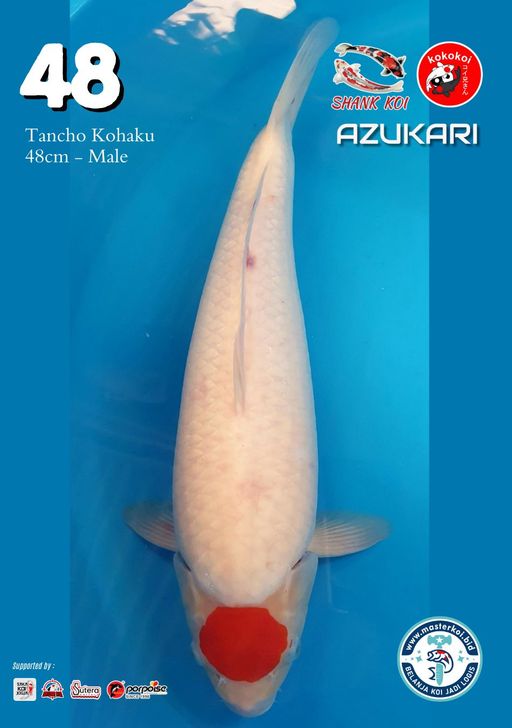 Lelang Koi Online, Jual Beli Ikan Koi, Pusat Jual Beli Koi, Info Lelang Koi Hari Ini, Platform Jual Beli Koi, Jual Beli Ikan Koi Online, Marketplace Ikan Koi, Jual Koi Terbaik, Tempat Beli Koi Berkualitas, Pasar Ikan Koi Online Terpercaya, Penjual Ikan Koi Terpercaya, Beli Koi Hias Online, Ikan Koi untuk Dijual, Koi Kualitas Terbaik, Toko Online Ikan Koi, Koi Hias Untuk Dijual, Jual Beli Ikan Koi Lokal, Koi Indonesia Online, Pusat Jual Beli Koi Terbesar