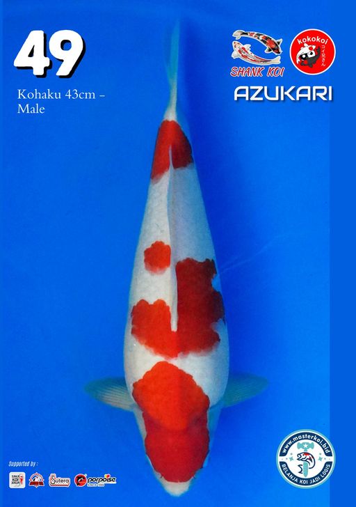 Lelang Koi Online, Jual Beli Ikan Koi, Pusat Jual Beli Koi, Info Lelang Koi Hari Ini, Platform Jual Beli Koi, Jual Beli Ikan Koi Online, Marketplace Ikan Koi, Jual Koi Terbaik, Tempat Beli Koi Berkualitas, Pasar Ikan Koi Online Terpercaya, Penjual Ikan Koi Terpercaya, Beli Koi Hias Online, Ikan Koi untuk Dijual, Koi Kualitas Terbaik, Toko Online Ikan Koi, Koi Hias Untuk Dijual, Jual Beli Ikan Koi Lokal, Koi Indonesia Online, Pusat Jual Beli Koi Terbesar