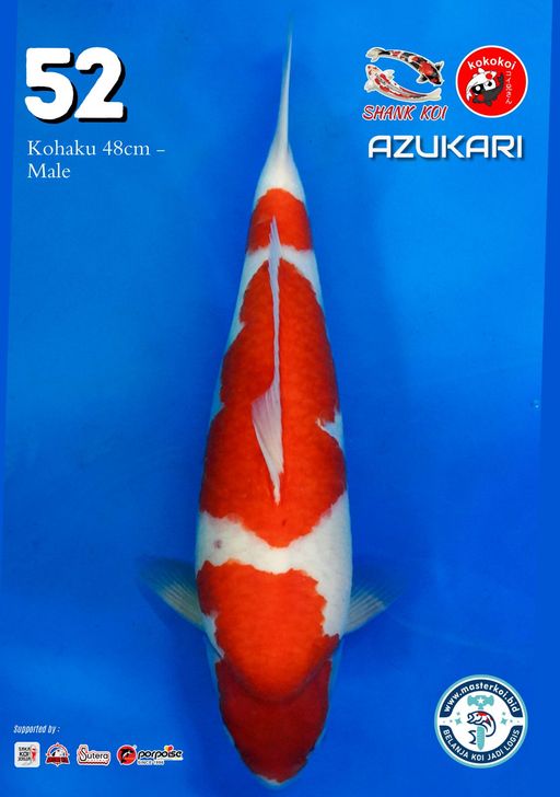 Lelang Koi Online, Jual Beli Ikan Koi, Pusat Jual Beli Koi, Info Lelang Koi Hari Ini, Platform Jual Beli Koi, Jual Beli Ikan Koi Online, Marketplace Ikan Koi, Jual Koi Terbaik, Tempat Beli Koi Berkualitas, Pasar Ikan Koi Online Terpercaya, Penjual Ikan Koi Terpercaya, Beli Koi Hias Online, Ikan Koi untuk Dijual, Koi Kualitas Terbaik, Toko Online Ikan Koi, Koi Hias Untuk Dijual, Jual Beli Ikan Koi Lokal, Koi Indonesia Online, Pusat Jual Beli Koi Terbesar