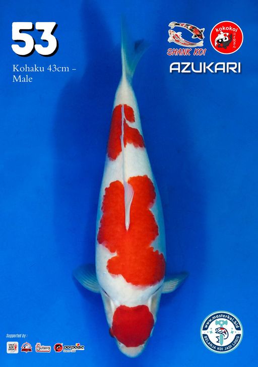 Lelang Koi Online, Jual Beli Ikan Koi, Pusat Jual Beli Koi, Info Lelang Koi Hari Ini, Platform Jual Beli Koi, Jual Beli Ikan Koi Online, Marketplace Ikan Koi, Jual Koi Terbaik, Tempat Beli Koi Berkualitas, Pasar Ikan Koi Online Terpercaya, Penjual Ikan Koi Terpercaya, Beli Koi Hias Online, Ikan Koi untuk Dijual, Koi Kualitas Terbaik, Toko Online Ikan Koi, Koi Hias Untuk Dijual, Jual Beli Ikan Koi Lokal, Koi Indonesia Online, Pusat Jual Beli Koi Terbesar