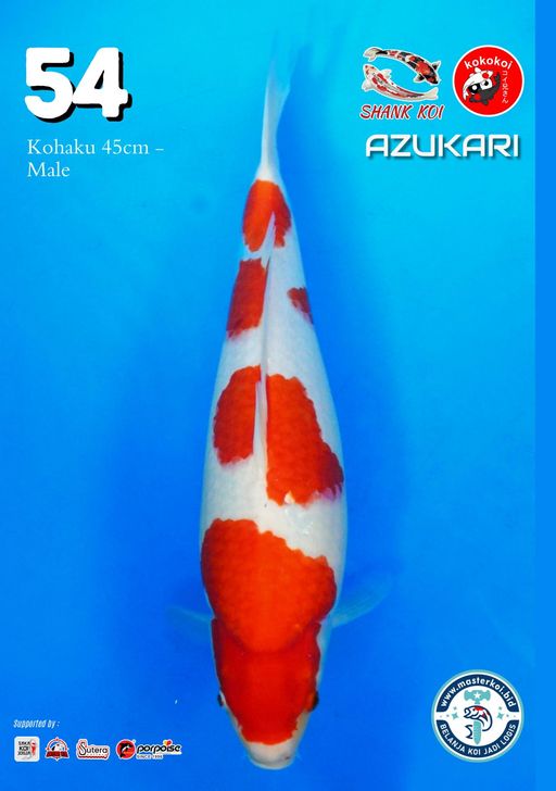 Lelang Koi Online, Jual Beli Ikan Koi, Pusat Jual Beli Koi, Info Lelang Koi Hari Ini, Platform Jual Beli Koi, Jual Beli Ikan Koi Online, Marketplace Ikan Koi, Jual Koi Terbaik, Tempat Beli Koi Berkualitas, Pasar Ikan Koi Online Terpercaya, Penjual Ikan Koi Terpercaya, Beli Koi Hias Online, Ikan Koi untuk Dijual, Koi Kualitas Terbaik, Toko Online Ikan Koi, Koi Hias Untuk Dijual, Jual Beli Ikan Koi Lokal, Koi Indonesia Online, Pusat Jual Beli Koi Terbesar