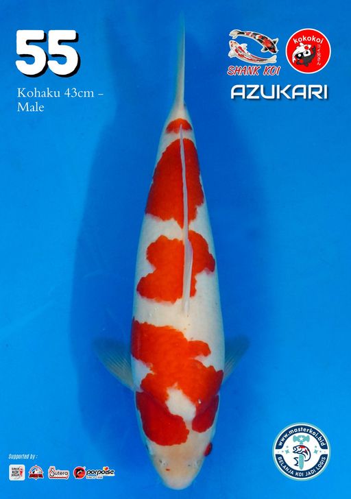 Lelang Koi Online, Jual Beli Ikan Koi, Pusat Jual Beli Koi, Info Lelang Koi Hari Ini, Platform Jual Beli Koi, Jual Beli Ikan Koi Online, Marketplace Ikan Koi, Jual Koi Terbaik, Tempat Beli Koi Berkualitas, Pasar Ikan Koi Online Terpercaya, Penjual Ikan Koi Terpercaya, Beli Koi Hias Online, Ikan Koi untuk Dijual, Koi Kualitas Terbaik, Toko Online Ikan Koi, Koi Hias Untuk Dijual, Jual Beli Ikan Koi Lokal, Koi Indonesia Online, Pusat Jual Beli Koi Terbesar