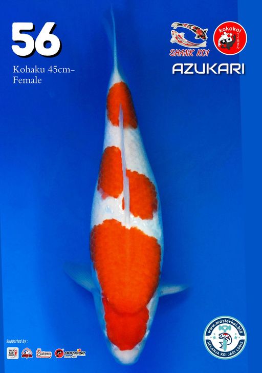 Lelang Koi Online, Jual Beli Ikan Koi, Pusat Jual Beli Koi, Info Lelang Koi Hari Ini, Platform Jual Beli Koi, Jual Beli Ikan Koi Online, Marketplace Ikan Koi, Jual Koi Terbaik, Tempat Beli Koi Berkualitas, Pasar Ikan Koi Online Terpercaya, Penjual Ikan Koi Terpercaya, Beli Koi Hias Online, Ikan Koi untuk Dijual, Koi Kualitas Terbaik, Toko Online Ikan Koi, Koi Hias Untuk Dijual, Jual Beli Ikan Koi Lokal, Koi Indonesia Online, Pusat Jual Beli Koi Terbesar
