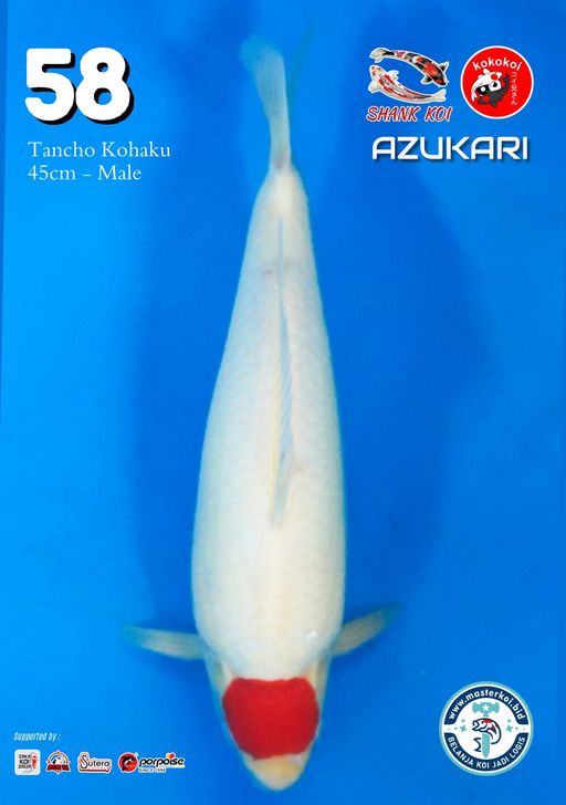Lelang Koi Online, Jual Beli Ikan Koi, Pusat Jual Beli Koi, Info Lelang Koi Hari Ini, Platform Jual Beli Koi, Jual Beli Ikan Koi Online, Marketplace Ikan Koi, Jual Koi Terbaik, Tempat Beli Koi Berkualitas, Pasar Ikan Koi Online Terpercaya, Penjual Ikan Koi Terpercaya, Beli Koi Hias Online, Ikan Koi untuk Dijual, Koi Kualitas Terbaik, Toko Online Ikan Koi, Koi Hias Untuk Dijual, Jual Beli Ikan Koi Lokal, Koi Indonesia Online, Pusat Jual Beli Koi Terbesar