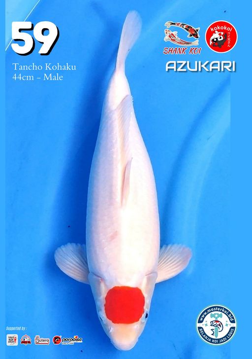 Lelang Koi Online, Jual Beli Ikan Koi, Pusat Jual Beli Koi, Info Lelang Koi Hari Ini, Platform Jual Beli Koi, Jual Beli Ikan Koi Online, Marketplace Ikan Koi, Jual Koi Terbaik, Tempat Beli Koi Berkualitas, Pasar Ikan Koi Online Terpercaya, Penjual Ikan Koi Terpercaya, Beli Koi Hias Online, Ikan Koi untuk Dijual, Koi Kualitas Terbaik, Toko Online Ikan Koi, Koi Hias Untuk Dijual, Jual Beli Ikan Koi Lokal, Koi Indonesia Online, Pusat Jual Beli Koi Terbesar