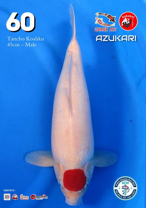 Lelang Koi Online, Jual Beli Ikan Koi, Pusat Jual Beli Koi, Info Lelang Koi Hari Ini, Platform Jual Beli Koi, Jual Beli Ikan Koi Online, Marketplace Ikan Koi, Jual Koi Terbaik, Tempat Beli Koi Berkualitas, Pasar Ikan Koi Online Terpercaya, Penjual Ikan Koi Terpercaya, Beli Koi Hias Online, Ikan Koi untuk Dijual, Koi Kualitas Terbaik, Toko Online Ikan Koi, Koi Hias Untuk Dijual, Jual Beli Ikan Koi Lokal, Koi Indonesia Online, Pusat Jual Beli Koi Terbesar