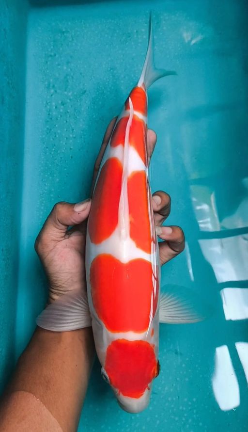 Lelang Koi Online, Jual Beli Ikan Koi, Pusat Jual Beli Koi, Info Lelang Koi Hari Ini, Platform Jual Beli Koi, Jual Beli Ikan Koi Online, Marketplace Ikan Koi, Jual Koi Terbaik, Tempat Beli Koi Berkualitas, Pasar Ikan Koi Online Terpercaya, Penjual Ikan Koi Terpercaya, Beli Koi Hias Online, Ikan Koi untuk Dijual, Koi Kualitas Terbaik, Toko Online Ikan Koi, Koi Hias Untuk Dijual, Jual Beli Ikan Koi Lokal, Koi Indonesia Online, Pusat Jual Beli Koi Terbesar