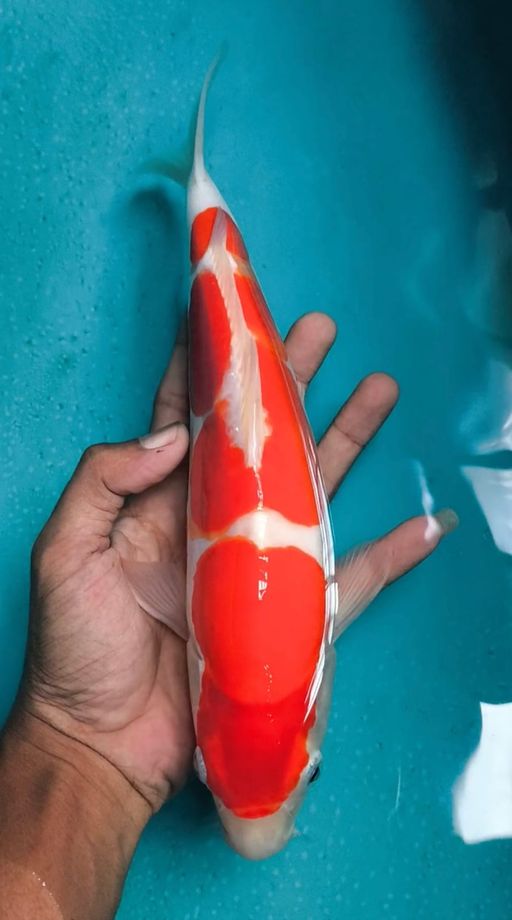 Lelang Koi Online, Jual Beli Ikan Koi, Pusat Jual Beli Koi, Info Lelang Koi Hari Ini, Platform Jual Beli Koi, Jual Beli Ikan Koi Online, Marketplace Ikan Koi, Jual Koi Terbaik, Tempat Beli Koi Berkualitas, Pasar Ikan Koi Online Terpercaya, Penjual Ikan Koi Terpercaya, Beli Koi Hias Online, Ikan Koi untuk Dijual, Koi Kualitas Terbaik, Toko Online Ikan Koi, Koi Hias Untuk Dijual, Jual Beli Ikan Koi Lokal, Koi Indonesia Online, Pusat Jual Beli Koi Terbesar