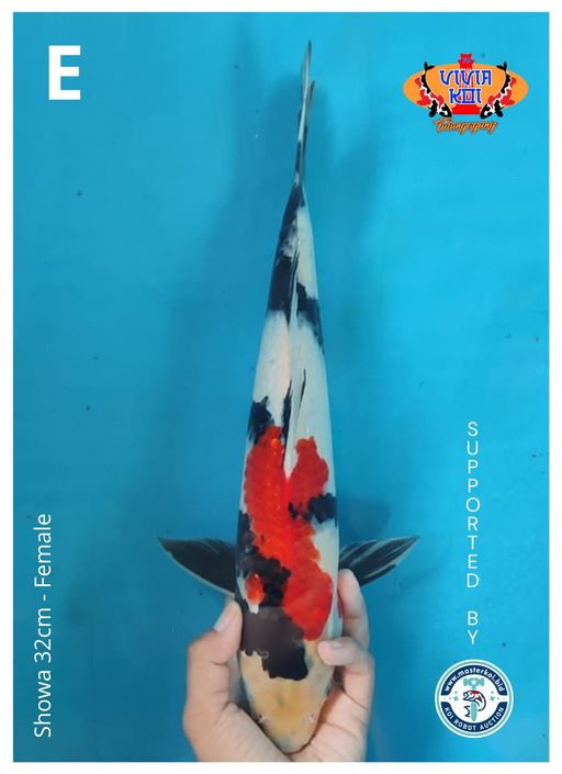 Lelang Koi Online, Jual Beli Ikan Koi, Pusat Jual Beli Koi, Info Lelang Koi Hari Ini, Platform Jual Beli Koi, Jual Beli Ikan Koi Online, Marketplace Ikan Koi, Jual Koi Terbaik, Tempat Beli Koi Berkualitas, Pasar Ikan Koi Online Terpercaya, Penjual Ikan Koi Terpercaya, Beli Koi Hias Online, Ikan Koi untuk Dijual, Koi Kualitas Terbaik, Toko Online Ikan Koi, Koi Hias Untuk Dijual, Jual Beli Ikan Koi Lokal, Koi Indonesia Online, Pusat Jual Beli Koi Terbesar