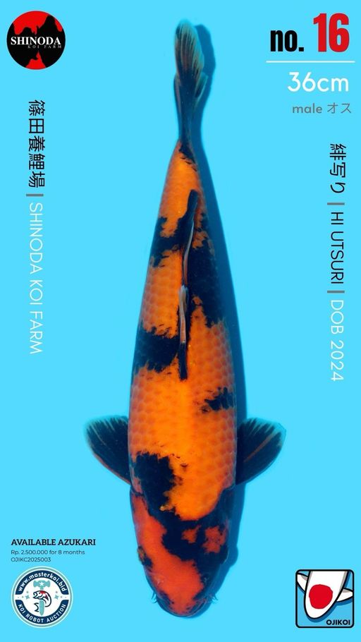 Lelang Koi Online, Jual Beli Ikan Koi, Pusat Jual Beli Koi, Info Lelang Koi Hari Ini, Platform Jual Beli Koi, Jual Beli Ikan Koi Online, Marketplace Ikan Koi, Jual Koi Terbaik, Tempat Beli Koi Berkualitas, Pasar Ikan Koi Online Terpercaya, Penjual Ikan Koi Terpercaya, Beli Koi Hias Online, Ikan Koi untuk Dijual, Koi Kualitas Terbaik, Toko Online Ikan Koi, Koi Hias Untuk Dijual, Jual Beli Ikan Koi Lokal, Koi Indonesia Online, Pusat Jual Beli Koi Terbesar