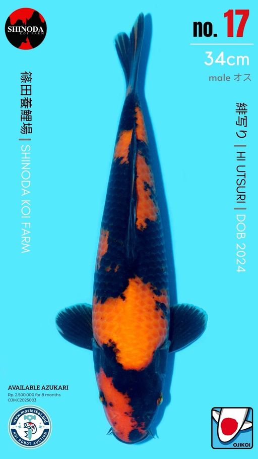 Lelang Koi Online, Jual Beli Ikan Koi, Pusat Jual Beli Koi, Info Lelang Koi Hari Ini, Platform Jual Beli Koi, Jual Beli Ikan Koi Online, Marketplace Ikan Koi, Jual Koi Terbaik, Tempat Beli Koi Berkualitas, Pasar Ikan Koi Online Terpercaya, Penjual Ikan Koi Terpercaya, Beli Koi Hias Online, Ikan Koi untuk Dijual, Koi Kualitas Terbaik, Toko Online Ikan Koi, Koi Hias Untuk Dijual, Jual Beli Ikan Koi Lokal, Koi Indonesia Online, Pusat Jual Beli Koi Terbesar