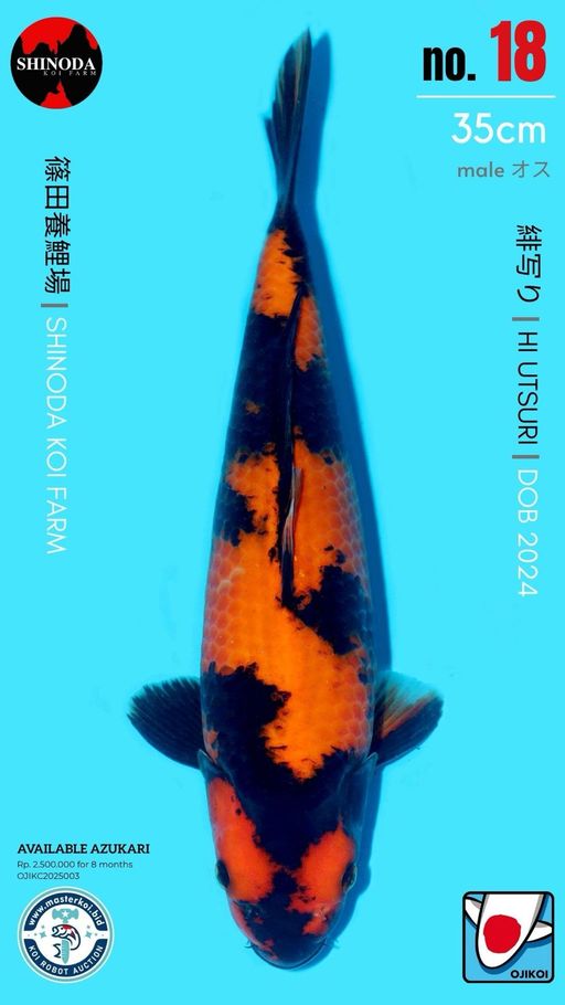Lelang Koi Online, Jual Beli Ikan Koi, Pusat Jual Beli Koi, Info Lelang Koi Hari Ini, Platform Jual Beli Koi, Jual Beli Ikan Koi Online, Marketplace Ikan Koi, Jual Koi Terbaik, Tempat Beli Koi Berkualitas, Pasar Ikan Koi Online Terpercaya, Penjual Ikan Koi Terpercaya, Beli Koi Hias Online, Ikan Koi untuk Dijual, Koi Kualitas Terbaik, Toko Online Ikan Koi, Koi Hias Untuk Dijual, Jual Beli Ikan Koi Lokal, Koi Indonesia Online, Pusat Jual Beli Koi Terbesar