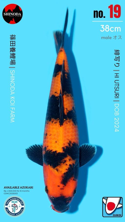 Lelang Koi Online, Jual Beli Ikan Koi, Pusat Jual Beli Koi, Info Lelang Koi Hari Ini, Platform Jual Beli Koi, Jual Beli Ikan Koi Online, Marketplace Ikan Koi, Jual Koi Terbaik, Tempat Beli Koi Berkualitas, Pasar Ikan Koi Online Terpercaya, Penjual Ikan Koi Terpercaya, Beli Koi Hias Online, Ikan Koi untuk Dijual, Koi Kualitas Terbaik, Toko Online Ikan Koi, Koi Hias Untuk Dijual, Jual Beli Ikan Koi Lokal, Koi Indonesia Online, Pusat Jual Beli Koi Terbesar
