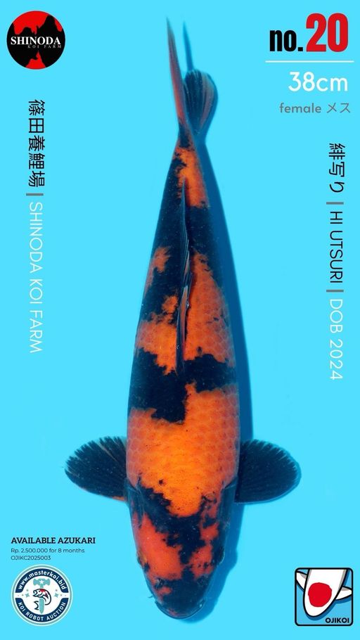 Lelang Koi Online, Jual Beli Ikan Koi, Pusat Jual Beli Koi, Info Lelang Koi Hari Ini, Platform Jual Beli Koi, Jual Beli Ikan Koi Online, Marketplace Ikan Koi, Jual Koi Terbaik, Tempat Beli Koi Berkualitas, Pasar Ikan Koi Online Terpercaya, Penjual Ikan Koi Terpercaya, Beli Koi Hias Online, Ikan Koi untuk Dijual, Koi Kualitas Terbaik, Toko Online Ikan Koi, Koi Hias Untuk Dijual, Jual Beli Ikan Koi Lokal, Koi Indonesia Online, Pusat Jual Beli Koi Terbesar