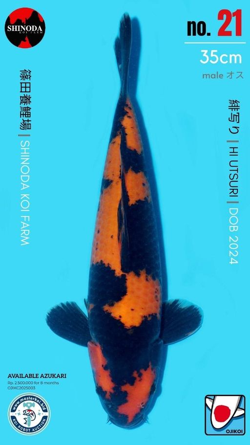Lelang Koi Online, Jual Beli Ikan Koi, Pusat Jual Beli Koi, Info Lelang Koi Hari Ini, Platform Jual Beli Koi, Jual Beli Ikan Koi Online, Marketplace Ikan Koi, Jual Koi Terbaik, Tempat Beli Koi Berkualitas, Pasar Ikan Koi Online Terpercaya, Penjual Ikan Koi Terpercaya, Beli Koi Hias Online, Ikan Koi untuk Dijual, Koi Kualitas Terbaik, Toko Online Ikan Koi, Koi Hias Untuk Dijual, Jual Beli Ikan Koi Lokal, Koi Indonesia Online, Pusat Jual Beli Koi Terbesar