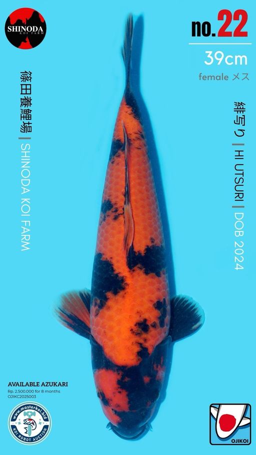 Lelang Koi Online, Jual Beli Ikan Koi, Pusat Jual Beli Koi, Info Lelang Koi Hari Ini, Platform Jual Beli Koi, Jual Beli Ikan Koi Online, Marketplace Ikan Koi, Jual Koi Terbaik, Tempat Beli Koi Berkualitas, Pasar Ikan Koi Online Terpercaya, Penjual Ikan Koi Terpercaya, Beli Koi Hias Online, Ikan Koi untuk Dijual, Koi Kualitas Terbaik, Toko Online Ikan Koi, Koi Hias Untuk Dijual, Jual Beli Ikan Koi Lokal, Koi Indonesia Online, Pusat Jual Beli Koi Terbesar