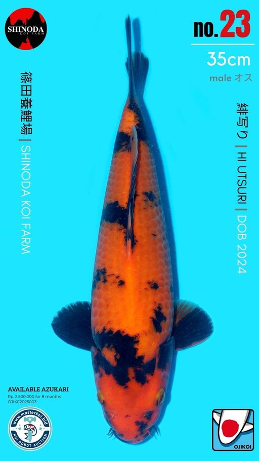 Lelang Koi Online, Jual Beli Ikan Koi, Pusat Jual Beli Koi, Info Lelang Koi Hari Ini, Platform Jual Beli Koi, Jual Beli Ikan Koi Online, Marketplace Ikan Koi, Jual Koi Terbaik, Tempat Beli Koi Berkualitas, Pasar Ikan Koi Online Terpercaya, Penjual Ikan Koi Terpercaya, Beli Koi Hias Online, Ikan Koi untuk Dijual, Koi Kualitas Terbaik, Toko Online Ikan Koi, Koi Hias Untuk Dijual, Jual Beli Ikan Koi Lokal, Koi Indonesia Online, Pusat Jual Beli Koi Terbesar