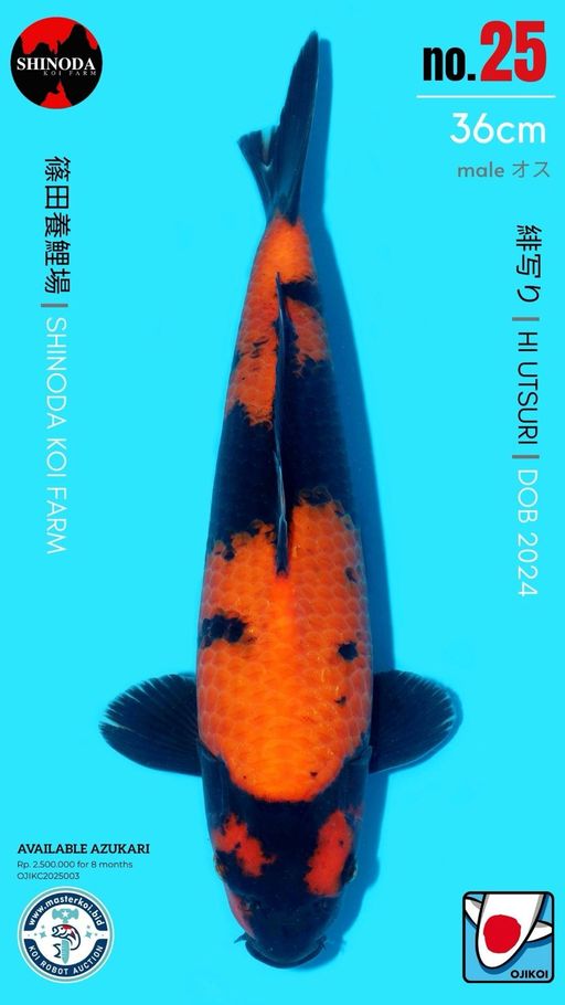 Lelang Koi Online, Jual Beli Ikan Koi, Pusat Jual Beli Koi, Info Lelang Koi Hari Ini, Platform Jual Beli Koi, Jual Beli Ikan Koi Online, Marketplace Ikan Koi, Jual Koi Terbaik, Tempat Beli Koi Berkualitas, Pasar Ikan Koi Online Terpercaya, Penjual Ikan Koi Terpercaya, Beli Koi Hias Online, Ikan Koi untuk Dijual, Koi Kualitas Terbaik, Toko Online Ikan Koi, Koi Hias Untuk Dijual, Jual Beli Ikan Koi Lokal, Koi Indonesia Online, Pusat Jual Beli Koi Terbesar