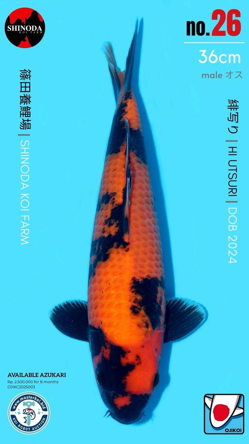 Lelang Koi Online, Jual Beli Ikan Koi, Pusat Jual Beli Koi, Info Lelang Koi Hari Ini, Platform Jual Beli Koi, Jual Beli Ikan Koi Online, Marketplace Ikan Koi, Jual Koi Terbaik, Tempat Beli Koi Berkualitas, Pasar Ikan Koi Online Terpercaya, Penjual Ikan Koi Terpercaya, Beli Koi Hias Online, Ikan Koi untuk Dijual, Koi Kualitas Terbaik, Toko Online Ikan Koi, Koi Hias Untuk Dijual, Jual Beli Ikan Koi Lokal, Koi Indonesia Online, Pusat Jual Beli Koi Terbesar
