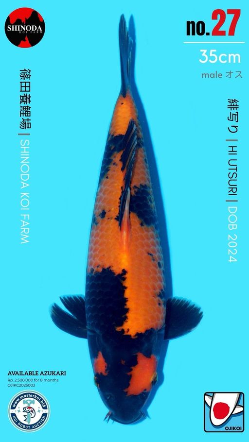Lelang Koi Online, Jual Beli Ikan Koi, Pusat Jual Beli Koi, Info Lelang Koi Hari Ini, Platform Jual Beli Koi, Jual Beli Ikan Koi Online, Marketplace Ikan Koi, Jual Koi Terbaik, Tempat Beli Koi Berkualitas, Pasar Ikan Koi Online Terpercaya, Penjual Ikan Koi Terpercaya, Beli Koi Hias Online, Ikan Koi untuk Dijual, Koi Kualitas Terbaik, Toko Online Ikan Koi, Koi Hias Untuk Dijual, Jual Beli Ikan Koi Lokal, Koi Indonesia Online, Pusat Jual Beli Koi Terbesar