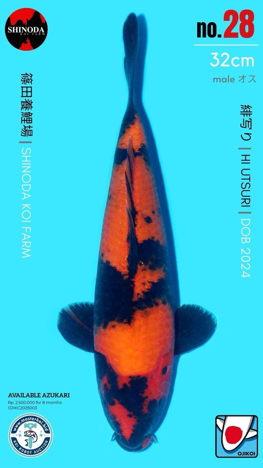 Lelang Koi Online, Jual Beli Ikan Koi, Pusat Jual Beli Koi, Info Lelang Koi Hari Ini, Platform Jual Beli Koi, Jual Beli Ikan Koi Online, Marketplace Ikan Koi, Jual Koi Terbaik, Tempat Beli Koi Berkualitas, Pasar Ikan Koi Online Terpercaya, Penjual Ikan Koi Terpercaya, Beli Koi Hias Online, Ikan Koi untuk Dijual, Koi Kualitas Terbaik, Toko Online Ikan Koi, Koi Hias Untuk Dijual, Jual Beli Ikan Koi Lokal, Koi Indonesia Online, Pusat Jual Beli Koi Terbesar