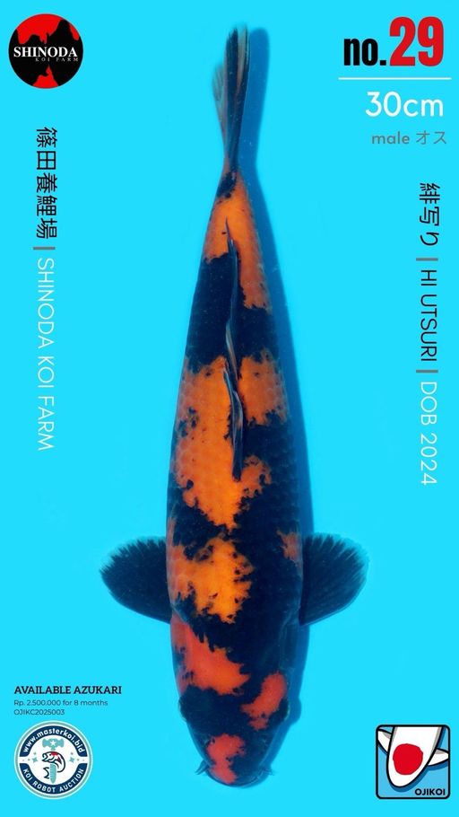 Lelang Koi Online, Jual Beli Ikan Koi, Pusat Jual Beli Koi, Info Lelang Koi Hari Ini, Platform Jual Beli Koi, Jual Beli Ikan Koi Online, Marketplace Ikan Koi, Jual Koi Terbaik, Tempat Beli Koi Berkualitas, Pasar Ikan Koi Online Terpercaya, Penjual Ikan Koi Terpercaya, Beli Koi Hias Online, Ikan Koi untuk Dijual, Koi Kualitas Terbaik, Toko Online Ikan Koi, Koi Hias Untuk Dijual, Jual Beli Ikan Koi Lokal, Koi Indonesia Online, Pusat Jual Beli Koi Terbesar