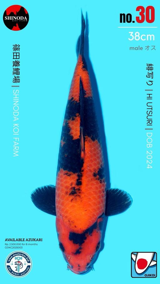 Lelang Koi Online, Jual Beli Ikan Koi, Pusat Jual Beli Koi, Info Lelang Koi Hari Ini, Platform Jual Beli Koi, Jual Beli Ikan Koi Online, Marketplace Ikan Koi, Jual Koi Terbaik, Tempat Beli Koi Berkualitas, Pasar Ikan Koi Online Terpercaya, Penjual Ikan Koi Terpercaya, Beli Koi Hias Online, Ikan Koi untuk Dijual, Koi Kualitas Terbaik, Toko Online Ikan Koi, Koi Hias Untuk Dijual, Jual Beli Ikan Koi Lokal, Koi Indonesia Online, Pusat Jual Beli Koi Terbesar