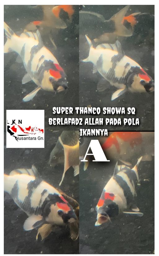 Lelang Koi Online, Jual Beli Ikan Koi, Pusat Jual Beli Koi, Info Lelang Koi Hari Ini, Platform Jual Beli Koi, Jual Beli Ikan Koi Online, Marketplace Ikan Koi, Jual Koi Terbaik, Tempat Beli Koi Berkualitas, Pasar Ikan Koi Online Terpercaya, Penjual Ikan Koi Terpercaya, Beli Koi Hias Online, Ikan Koi untuk Dijual, Koi Kualitas Terbaik, Toko Online Ikan Koi, Koi Hias Untuk Dijual, Jual Beli Ikan Koi Lokal, Koi Indonesia Online, Pusat Jual Beli Koi Terbesar