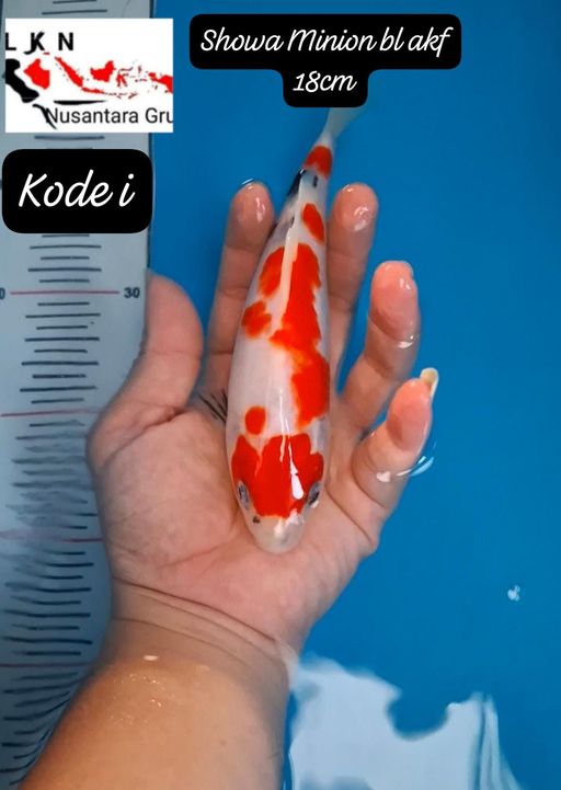 Lelang Koi Online, Jual Beli Ikan Koi, Pusat Jual Beli Koi, Info Lelang Koi Hari Ini, Platform Jual Beli Koi, Jual Beli Ikan Koi Online, Marketplace Ikan Koi, Jual Koi Terbaik, Tempat Beli Koi Berkualitas, Pasar Ikan Koi Online Terpercaya, Penjual Ikan Koi Terpercaya, Beli Koi Hias Online, Ikan Koi untuk Dijual, Koi Kualitas Terbaik, Toko Online Ikan Koi, Koi Hias Untuk Dijual, Jual Beli Ikan Koi Lokal, Koi Indonesia Online, Pusat Jual Beli Koi Terbesar