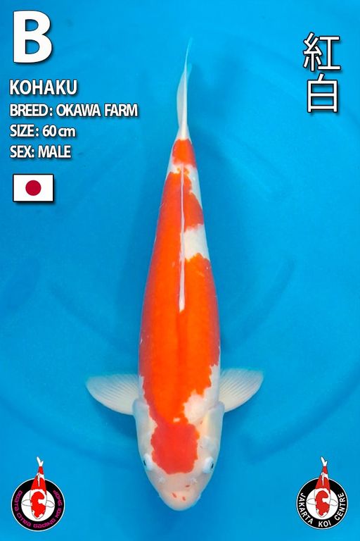 Lelang Koi Online, Jual Beli Ikan Koi, Pusat Jual Beli Koi, Info Lelang Koi Hari Ini, Platform Jual Beli Koi, Jual Beli Ikan Koi Online, Marketplace Ikan Koi, Jual Koi Terbaik, Tempat Beli Koi Berkualitas, Pasar Ikan Koi Online Terpercaya, Penjual Ikan Koi Terpercaya, Beli Koi Hias Online, Ikan Koi untuk Dijual, Koi Kualitas Terbaik, Toko Online Ikan Koi, Koi Hias Untuk Dijual, Jual Beli Ikan Koi Lokal, Koi Indonesia Online, Pusat Jual Beli Koi Terbesar