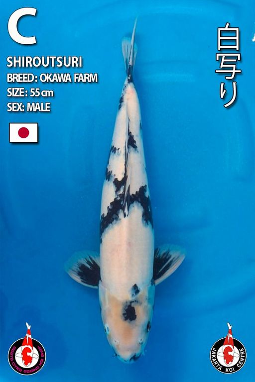 Lelang Koi Online, Jual Beli Ikan Koi, Pusat Jual Beli Koi, Info Lelang Koi Hari Ini, Platform Jual Beli Koi, Jual Beli Ikan Koi Online, Marketplace Ikan Koi, Jual Koi Terbaik, Tempat Beli Koi Berkualitas, Pasar Ikan Koi Online Terpercaya, Penjual Ikan Koi Terpercaya, Beli Koi Hias Online, Ikan Koi untuk Dijual, Koi Kualitas Terbaik, Toko Online Ikan Koi, Koi Hias Untuk Dijual, Jual Beli Ikan Koi Lokal, Koi Indonesia Online, Pusat Jual Beli Koi Terbesar