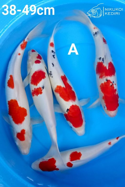 Lelang Koi Online, Jual Beli Ikan Koi, Pusat Jual Beli Koi, Info Lelang Koi Hari Ini, Platform Jual Beli Koi, Jual Beli Ikan Koi Online, Marketplace Ikan Koi, Jual Koi Terbaik, Tempat Beli Koi Berkualitas, Pasar Ikan Koi Online Terpercaya, Penjual Ikan Koi Terpercaya, Beli Koi Hias Online, Ikan Koi untuk Dijual, Koi Kualitas Terbaik, Toko Online Ikan Koi, Koi Hias Untuk Dijual, Jual Beli Ikan Koi Lokal, Koi Indonesia Online, Pusat Jual Beli Koi Terbesar