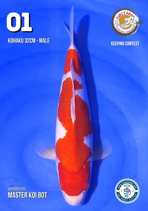Lelang Koi Online, Jual Beli Ikan Koi, Pusat Jual Beli Koi, Info Lelang Koi Hari Ini, Platform Jual Beli Koi, Jual Beli Ikan Koi Online, Marketplace Ikan Koi, Jual Koi Terbaik, Tempat Beli Koi Berkualitas, Pasar Ikan Koi Online Terpercaya, Penjual Ikan Koi Terpercaya, Beli Koi Hias Online, Ikan Koi untuk Dijual, Koi Kualitas Terbaik, Toko Online Ikan Koi, Koi Hias Untuk Dijual, Jual Beli Ikan Koi Lokal, Koi Indonesia Online, Pusat Jual Beli Koi Terbesar