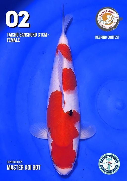 Lelang Koi Online, Jual Beli Ikan Koi, Pusat Jual Beli Koi, Info Lelang Koi Hari Ini, Platform Jual Beli Koi, Jual Beli Ikan Koi Online, Marketplace Ikan Koi, Jual Koi Terbaik, Tempat Beli Koi Berkualitas, Pasar Ikan Koi Online Terpercaya, Penjual Ikan Koi Terpercaya, Beli Koi Hias Online, Ikan Koi untuk Dijual, Koi Kualitas Terbaik, Toko Online Ikan Koi, Koi Hias Untuk Dijual, Jual Beli Ikan Koi Lokal, Koi Indonesia Online, Pusat Jual Beli Koi Terbesar