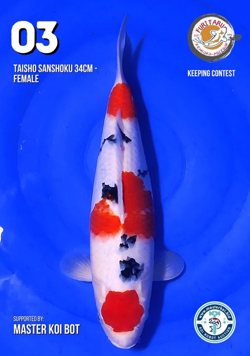 Lelang Koi Online, Jual Beli Ikan Koi, Pusat Jual Beli Koi, Info Lelang Koi Hari Ini, Platform Jual Beli Koi, Jual Beli Ikan Koi Online, Marketplace Ikan Koi, Jual Koi Terbaik, Tempat Beli Koi Berkualitas, Pasar Ikan Koi Online Terpercaya, Penjual Ikan Koi Terpercaya, Beli Koi Hias Online, Ikan Koi untuk Dijual, Koi Kualitas Terbaik, Toko Online Ikan Koi, Koi Hias Untuk Dijual, Jual Beli Ikan Koi Lokal, Koi Indonesia Online, Pusat Jual Beli Koi Terbesar