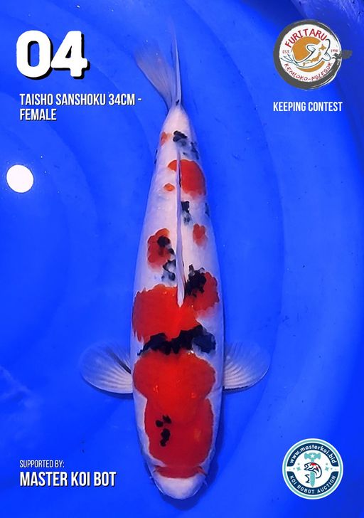 Lelang Koi Online, Jual Beli Ikan Koi, Pusat Jual Beli Koi, Info Lelang Koi Hari Ini, Platform Jual Beli Koi, Jual Beli Ikan Koi Online, Marketplace Ikan Koi, Jual Koi Terbaik, Tempat Beli Koi Berkualitas, Pasar Ikan Koi Online Terpercaya, Penjual Ikan Koi Terpercaya, Beli Koi Hias Online, Ikan Koi untuk Dijual, Koi Kualitas Terbaik, Toko Online Ikan Koi, Koi Hias Untuk Dijual, Jual Beli Ikan Koi Lokal, Koi Indonesia Online, Pusat Jual Beli Koi Terbesar