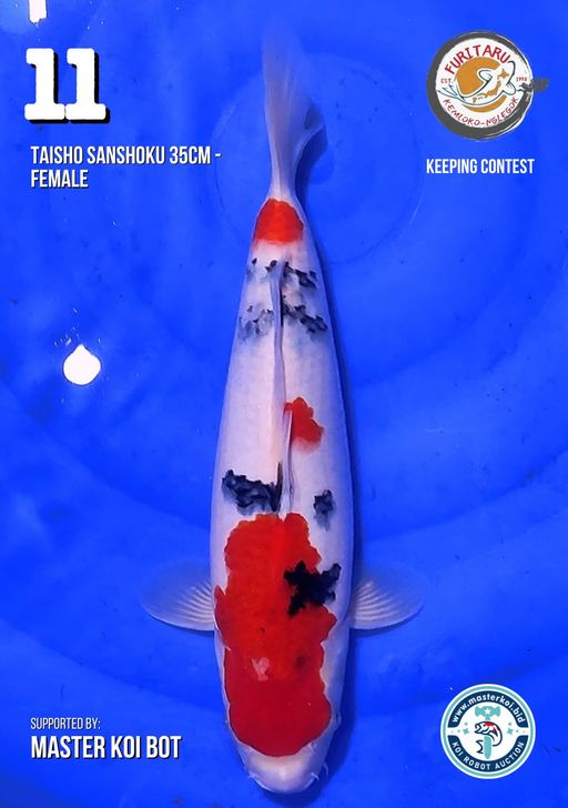 Lelang Koi Online, Jual Beli Ikan Koi, Pusat Jual Beli Koi, Info Lelang Koi Hari Ini, Platform Jual Beli Koi, Jual Beli Ikan Koi Online, Marketplace Ikan Koi, Jual Koi Terbaik, Tempat Beli Koi Berkualitas, Pasar Ikan Koi Online Terpercaya, Penjual Ikan Koi Terpercaya, Beli Koi Hias Online, Ikan Koi untuk Dijual, Koi Kualitas Terbaik, Toko Online Ikan Koi, Koi Hias Untuk Dijual, Jual Beli Ikan Koi Lokal, Koi Indonesia Online, Pusat Jual Beli Koi Terbesar
