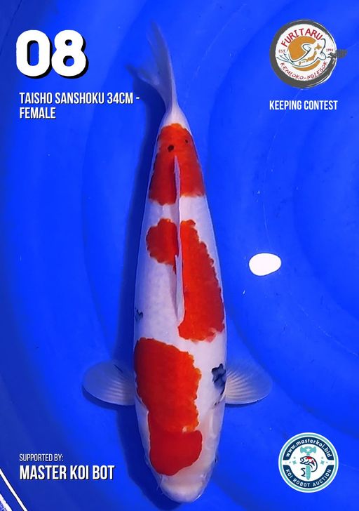 Lelang Koi Online, Jual Beli Ikan Koi, Pusat Jual Beli Koi, Info Lelang Koi Hari Ini, Platform Jual Beli Koi, Jual Beli Ikan Koi Online, Marketplace Ikan Koi, Jual Koi Terbaik, Tempat Beli Koi Berkualitas, Pasar Ikan Koi Online Terpercaya, Penjual Ikan Koi Terpercaya, Beli Koi Hias Online, Ikan Koi untuk Dijual, Koi Kualitas Terbaik, Toko Online Ikan Koi, Koi Hias Untuk Dijual, Jual Beli Ikan Koi Lokal, Koi Indonesia Online, Pusat Jual Beli Koi Terbesar