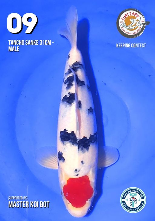 Lelang Koi Online, Jual Beli Ikan Koi, Pusat Jual Beli Koi, Info Lelang Koi Hari Ini, Platform Jual Beli Koi, Jual Beli Ikan Koi Online, Marketplace Ikan Koi, Jual Koi Terbaik, Tempat Beli Koi Berkualitas, Pasar Ikan Koi Online Terpercaya, Penjual Ikan Koi Terpercaya, Beli Koi Hias Online, Ikan Koi untuk Dijual, Koi Kualitas Terbaik, Toko Online Ikan Koi, Koi Hias Untuk Dijual, Jual Beli Ikan Koi Lokal, Koi Indonesia Online, Pusat Jual Beli Koi Terbesar