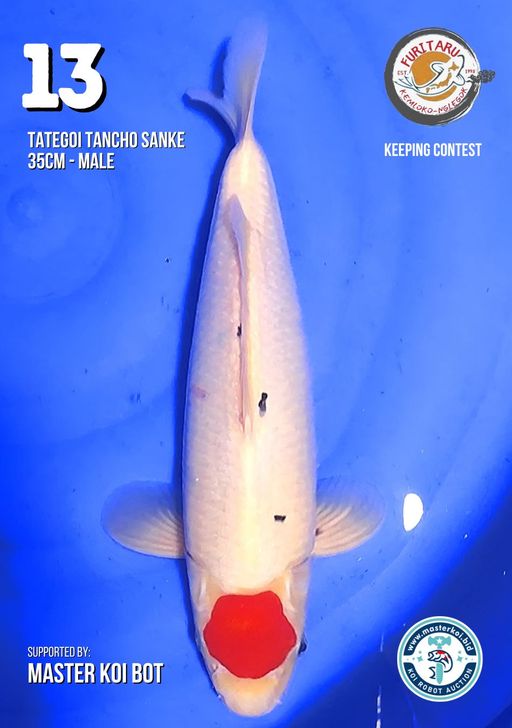 Lelang Koi Online, Jual Beli Ikan Koi, Pusat Jual Beli Koi, Info Lelang Koi Hari Ini, Platform Jual Beli Koi, Jual Beli Ikan Koi Online, Marketplace Ikan Koi, Jual Koi Terbaik, Tempat Beli Koi Berkualitas, Pasar Ikan Koi Online Terpercaya, Penjual Ikan Koi Terpercaya, Beli Koi Hias Online, Ikan Koi untuk Dijual, Koi Kualitas Terbaik, Toko Online Ikan Koi, Koi Hias Untuk Dijual, Jual Beli Ikan Koi Lokal, Koi Indonesia Online, Pusat Jual Beli Koi Terbesar