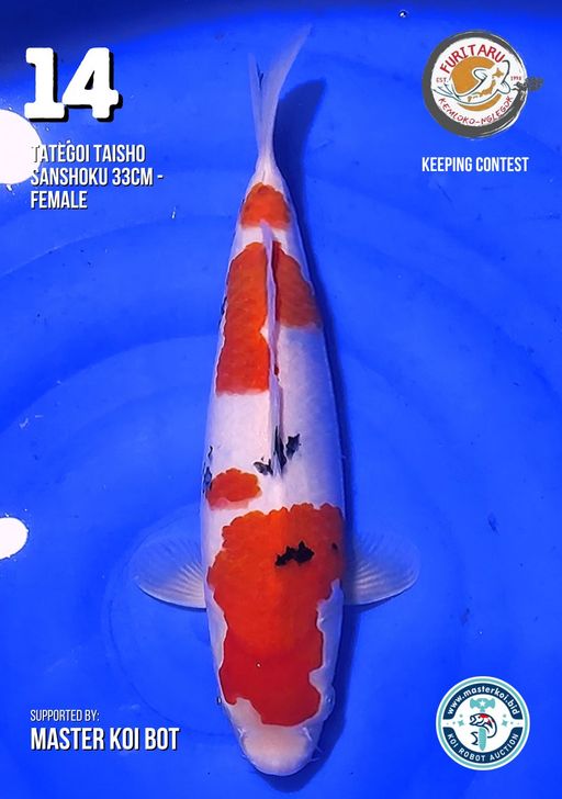 Lelang Koi Online, Jual Beli Ikan Koi, Pusat Jual Beli Koi, Info Lelang Koi Hari Ini, Platform Jual Beli Koi, Jual Beli Ikan Koi Online, Marketplace Ikan Koi, Jual Koi Terbaik, Tempat Beli Koi Berkualitas, Pasar Ikan Koi Online Terpercaya, Penjual Ikan Koi Terpercaya, Beli Koi Hias Online, Ikan Koi untuk Dijual, Koi Kualitas Terbaik, Toko Online Ikan Koi, Koi Hias Untuk Dijual, Jual Beli Ikan Koi Lokal, Koi Indonesia Online, Pusat Jual Beli Koi Terbesar