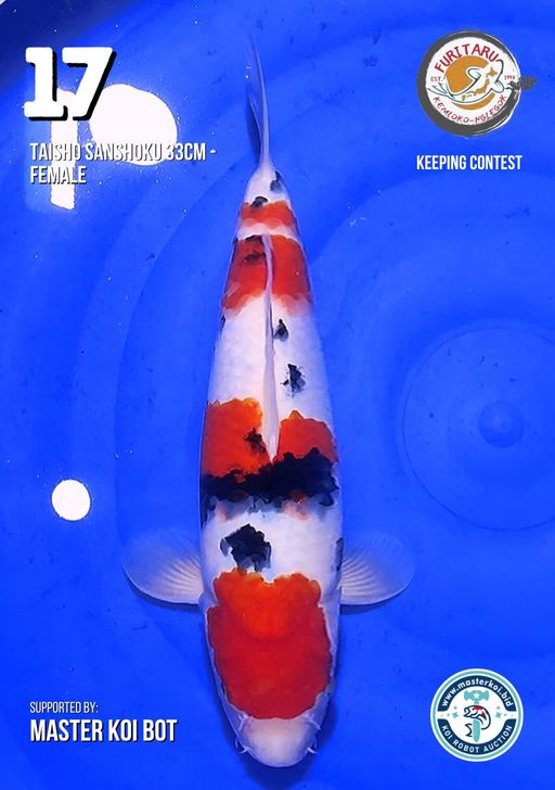 Lelang Koi Online, Jual Beli Ikan Koi, Pusat Jual Beli Koi, Info Lelang Koi Hari Ini, Platform Jual Beli Koi, Jual Beli Ikan Koi Online, Marketplace Ikan Koi, Jual Koi Terbaik, Tempat Beli Koi Berkualitas, Pasar Ikan Koi Online Terpercaya, Penjual Ikan Koi Terpercaya, Beli Koi Hias Online, Ikan Koi untuk Dijual, Koi Kualitas Terbaik, Toko Online Ikan Koi, Koi Hias Untuk Dijual, Jual Beli Ikan Koi Lokal, Koi Indonesia Online, Pusat Jual Beli Koi Terbesar