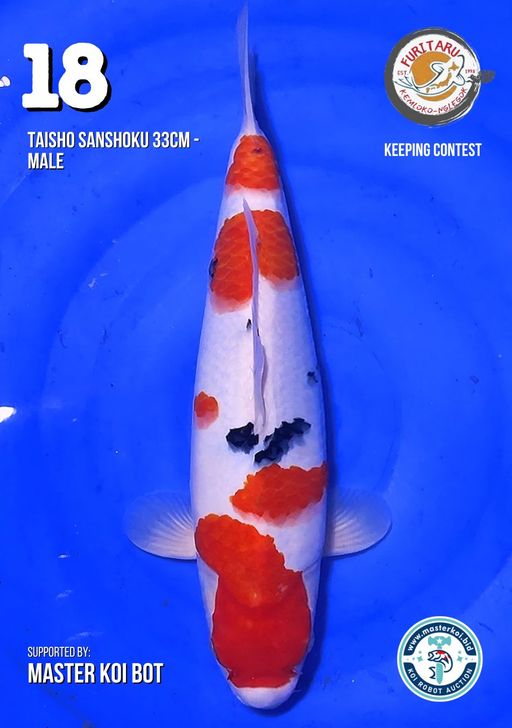 Lelang Koi Online, Jual Beli Ikan Koi, Pusat Jual Beli Koi, Info Lelang Koi Hari Ini, Platform Jual Beli Koi, Jual Beli Ikan Koi Online, Marketplace Ikan Koi, Jual Koi Terbaik, Tempat Beli Koi Berkualitas, Pasar Ikan Koi Online Terpercaya, Penjual Ikan Koi Terpercaya, Beli Koi Hias Online, Ikan Koi untuk Dijual, Koi Kualitas Terbaik, Toko Online Ikan Koi, Koi Hias Untuk Dijual, Jual Beli Ikan Koi Lokal, Koi Indonesia Online, Pusat Jual Beli Koi Terbesar